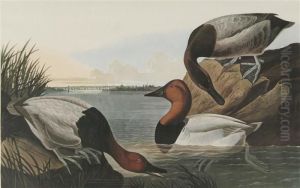 Mallard Duck
