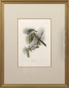 Crested Titmouse by John James Audubon