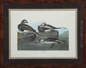 Long-tailed Duck by John James Audubon
