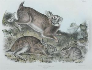 Grey Rabbit by John James Audubon