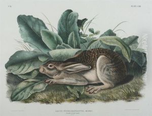 Black-tailed Hare by John James Audubon