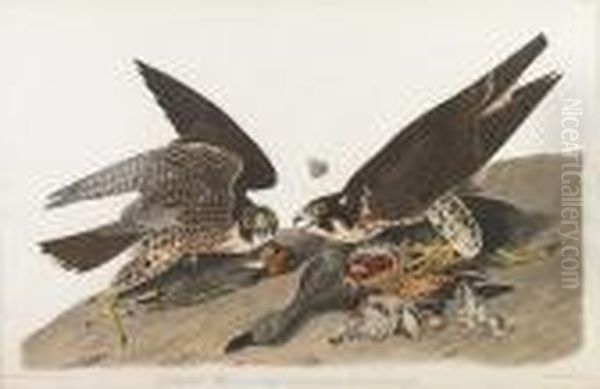 Great-footed Hawk - view 1