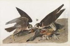 Great-footed Hawk by John James Audubon