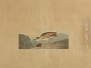 Rocky Mountain Plover