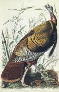 The Birds Of America by John James Audubon
