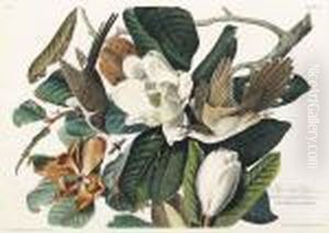Black-billed Cuckoo Black-billed Cuckoo