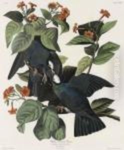 White-crowned Pigeon thumbnail