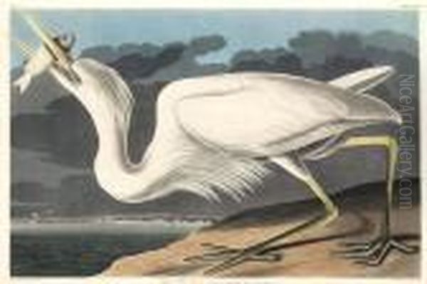 Great White Heron - view 1