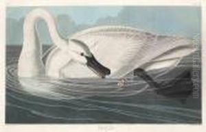 Trumpeter Swan (plate Ccccvi) by John James Audubon