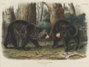 American Black Bear