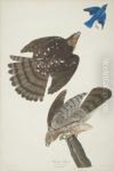 Stanley Hawk - view 1