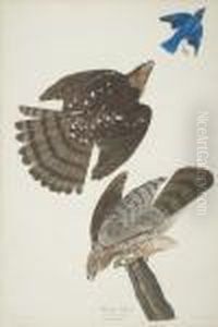 Stanley Hawk by John James Audubon