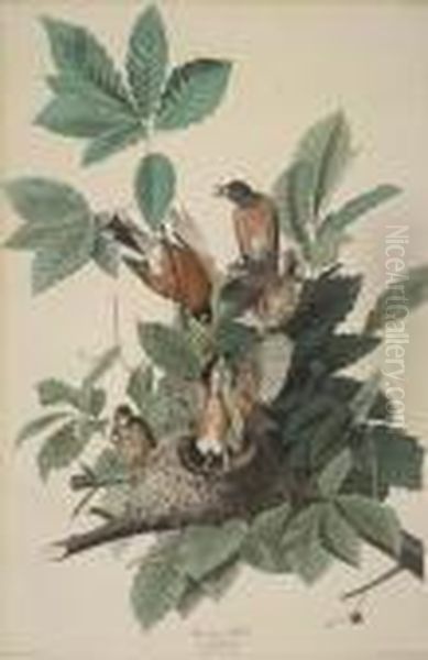American Robin - view 1