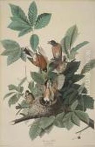 American Robin by John James Audubon