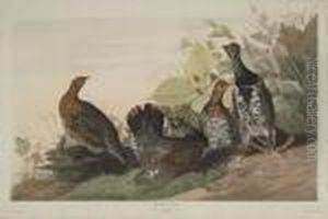 Spotted Grous by John James Audubon