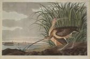 Long-billed Curlew by John James Audubon