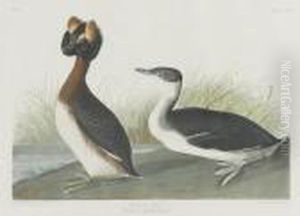 Horned Grebe by John James Audubon