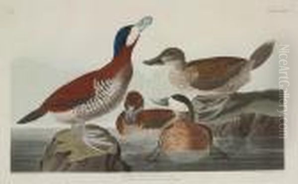 Ruddy Duck - view 1