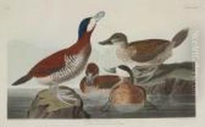 Ruddy Duck by John James Audubon