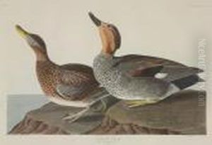 Gadwall Duck by John James Audubon