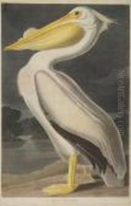 American White Pelican by John James Audubon