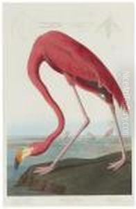 American Flamingo by John James Audubon