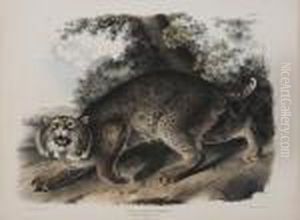 Lynx Rufus Goldenstaed