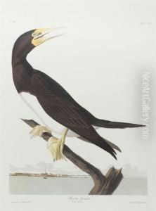 The Havell Edition by John James Audubon