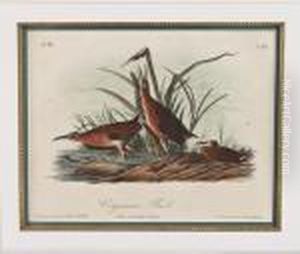 Virginia Rail by John James Audubon