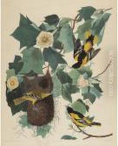 Baltimore Oriole by John James Audubon