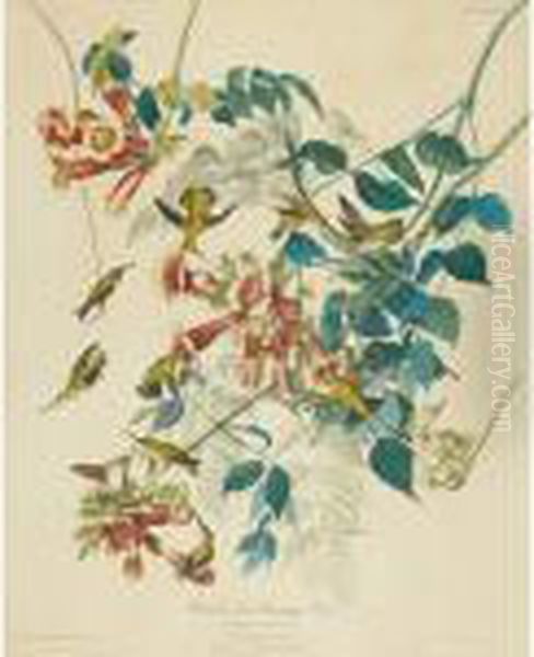Ruby-throated Hummingbird - view 1