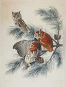 Mottled Owl