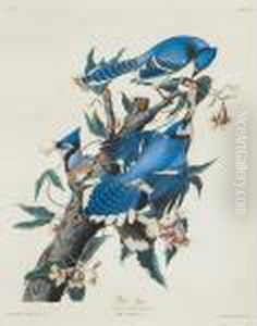 Blue Jay by John James Audubon