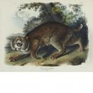 Common American Wild Cat