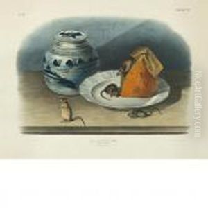 Common Mouse by John James Audubon