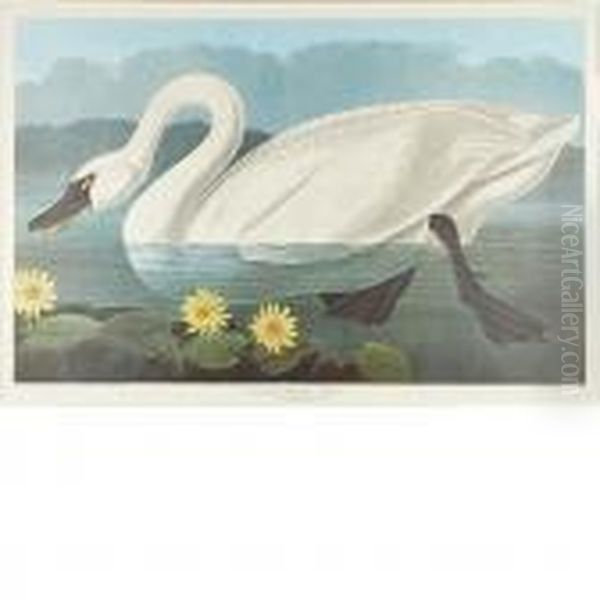 Common American Swan - view 1