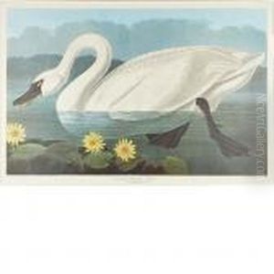 Common American Swan by John James Audubon
