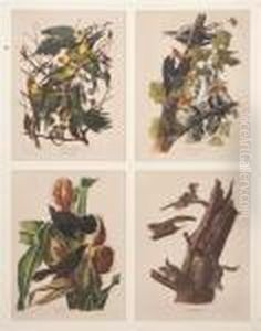 Parakeets, Woodpecker, Squirrel And Blackbird by John James Audubon