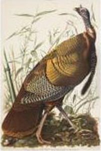 Great American Cock Male by John James Audubon