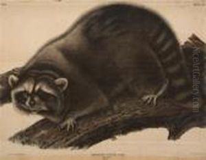 Procyon Lotor, Cuvier, Raccoon. Male Procyon Lotor, Cuvier, Raccoon. Male
