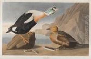 King Duck by John James Audubon