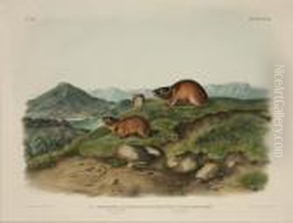 Tawny Lemming And Back's Lemming - view 1