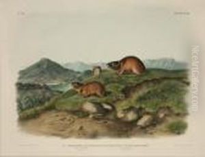 Tawny Lemming And Back's Lemming by John James Audubon