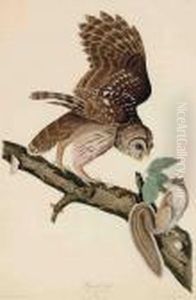 Barred Owl by John James Audubon