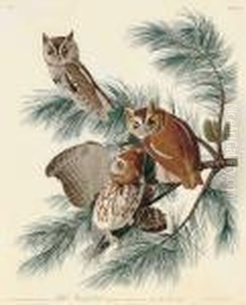 Little Screech Owl
Strix Asio - view 1