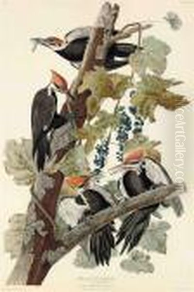 Pileated Woodpecker - view 1
