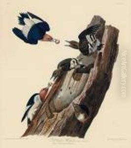 Red Headed Woodpecker
Picus Erythrocephalus by John James Audubon