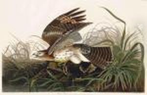 Winter Hawk by John James Audubon