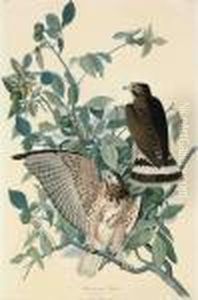 Broad-winged Hawk