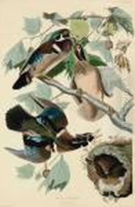 Summer Or Wood Duck by John James Audubon